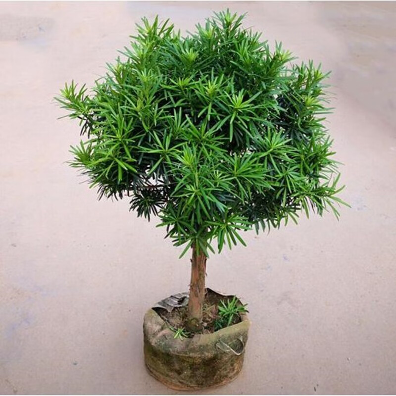 3公分粗 罗汉松 10公分粗 罗汉松