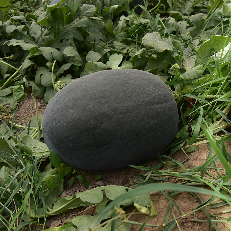 中科茂华西瓜种子特色无籽西瓜黄皮红壤西瓜籽特大黑皮瓜特小凤黄壤