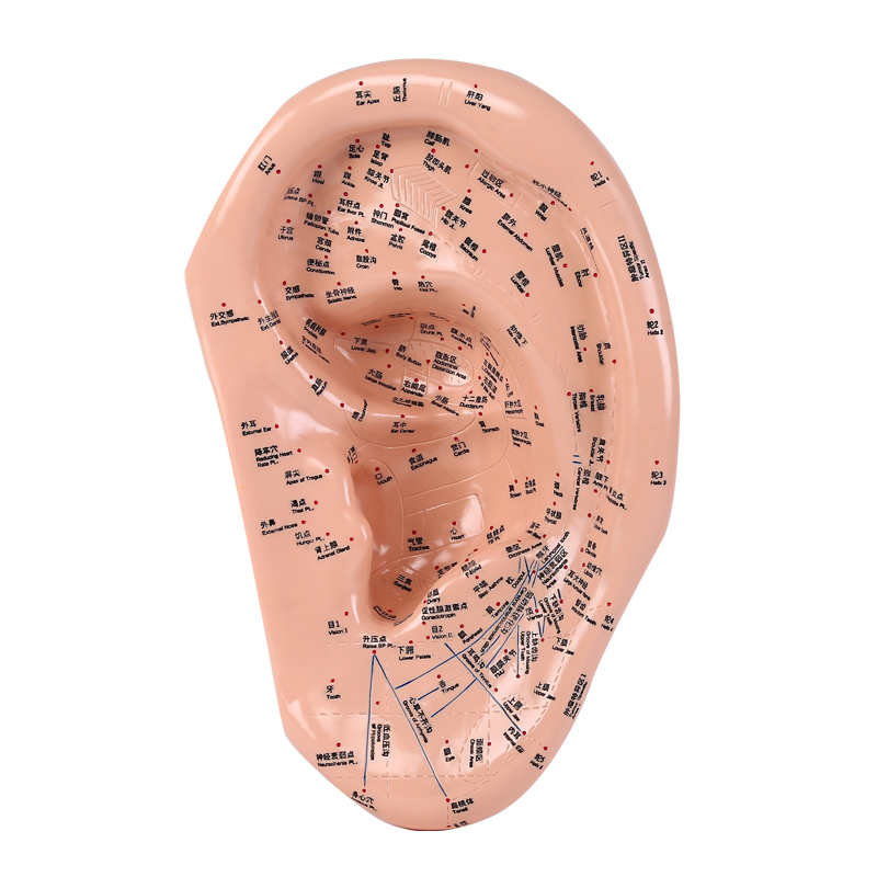 子彧(ziyu)耳穴贴耳穴模型耳穴压豆贴耳贴耳穴贴耳豆穴位模型王不留行