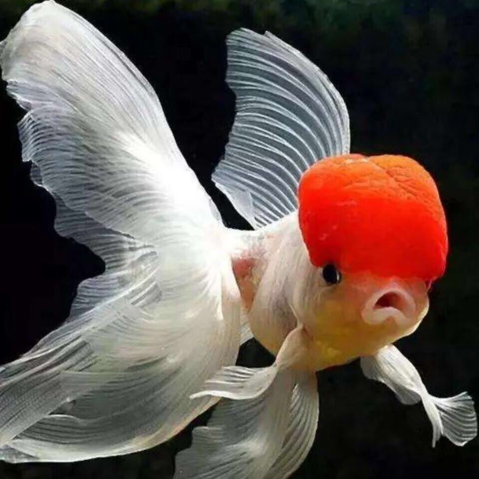 精品鹤顶红金鱼活体观赏鱼冷水鱼鸿运当头丹顶红鱼苗小