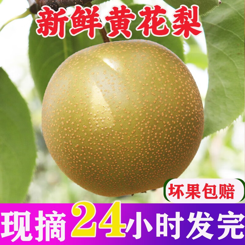 采缇建宁砀山新鲜水果新鲜黄皮沙梨现摘整箱孕妇时令水果 精选五斤装