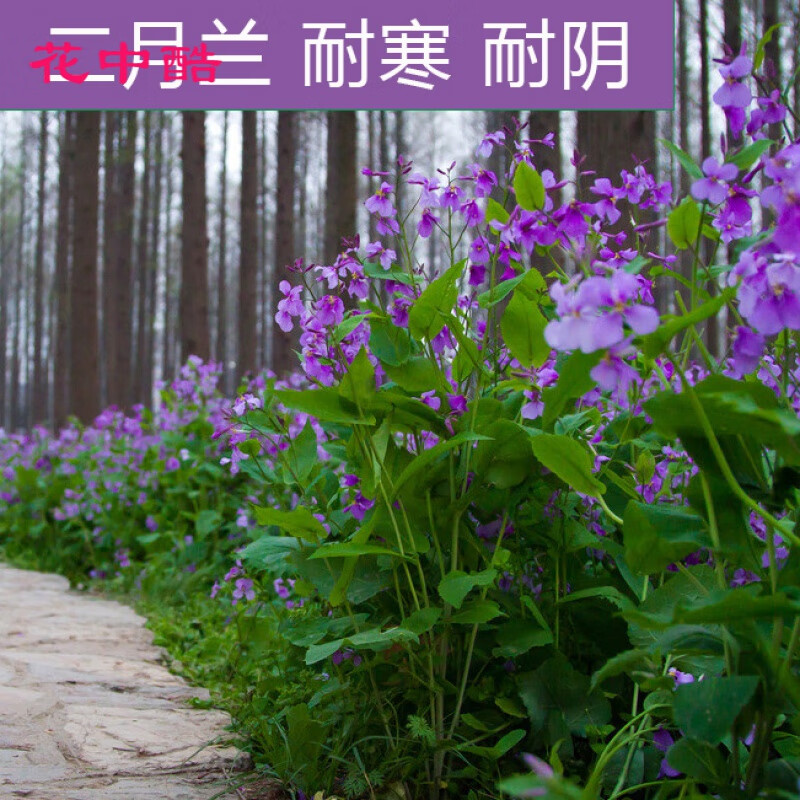 二月兰种子 耐寒耐阴秋季播种花卉园艺绿化景观花卉花籽花海 二月兰净