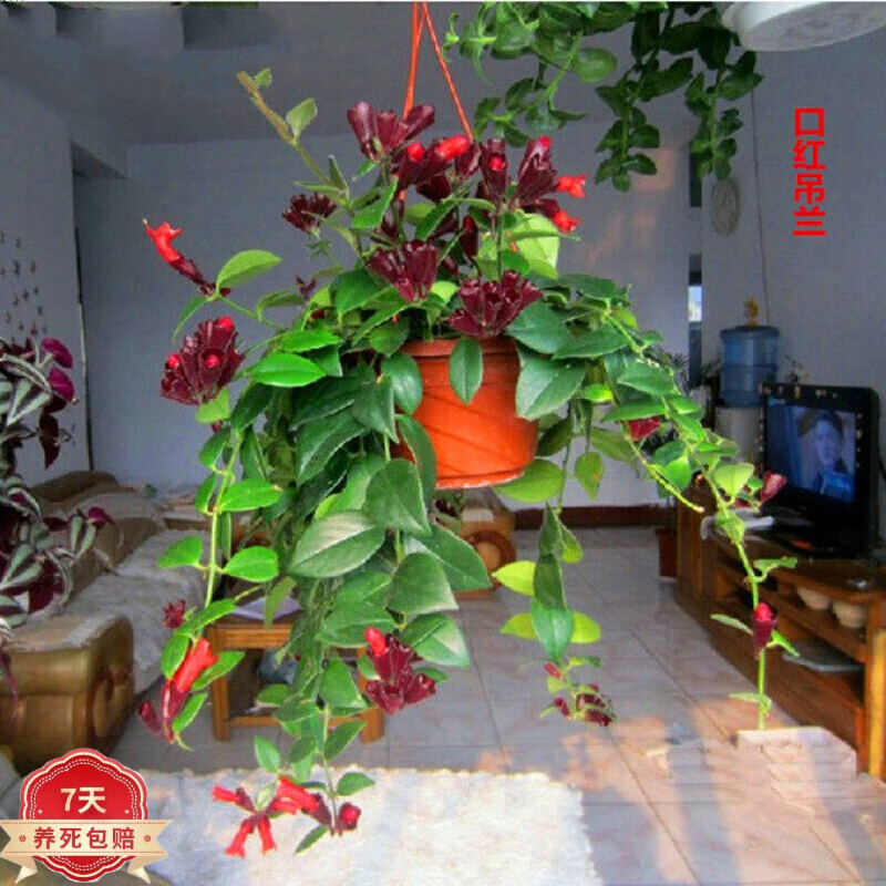 绿植盆栽全网历史价格对比工具|绿植盆栽价格比较