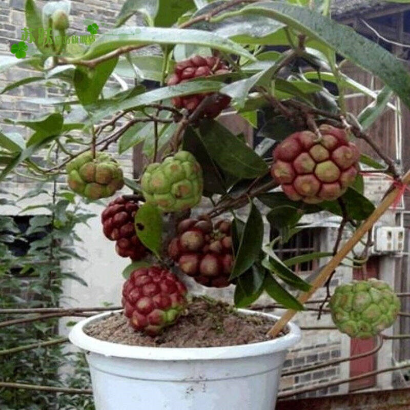 苏跃果树苗 黑老虎树苗 布福娜酒饭团野果树苗南北方爬藤植物水果苗