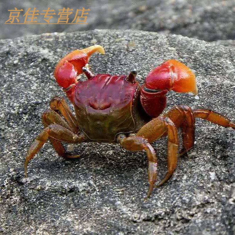 路小雅相手蟹相守蟹辣椒蟹将军蟹观赏蟹水族清洁除藻淡水螃蟹活体宠物