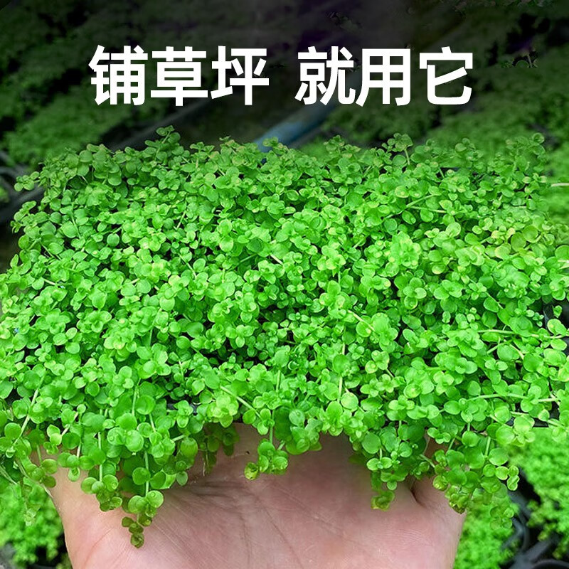 【好养易活】草坪专用爬地矮珍珠网片8*8cm
