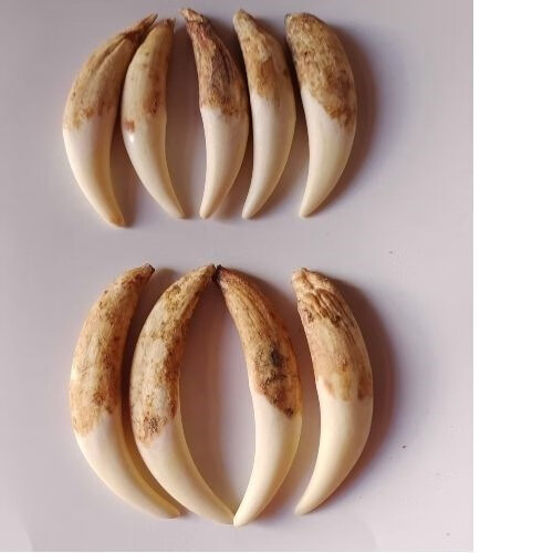 黛诗琳  dsl真牙骆驼牙吊坠 文玩杂项保真骆驼牙饰品兽牙动物牙挂坠 6