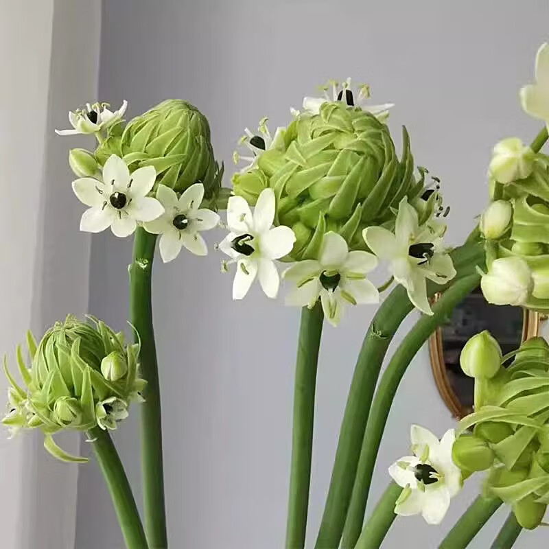 天鹅绒鲜花伯利恒之星鲜切花水养插花室内花观赏云南直发花艺配花