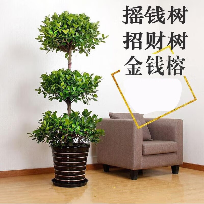 镜之月摇钱树盆栽室内客厅办公室大型植物金钱榕盆景绿植盆栽树花卉 h