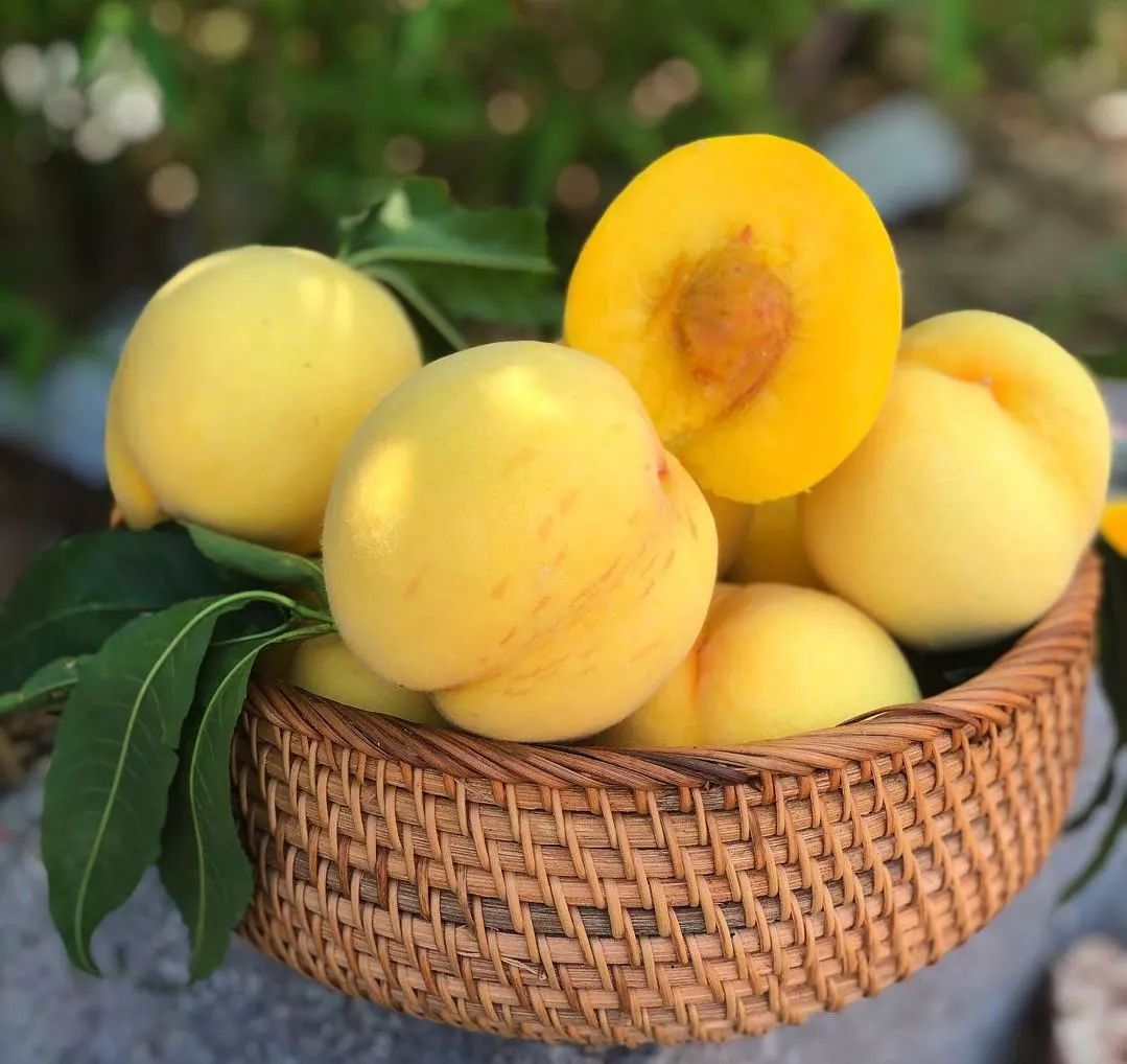 涉鲜者黄桃新鲜水果正宗浙江嘉善姚庄锦绣黄桃子软脆黄桃当季团购礼盒