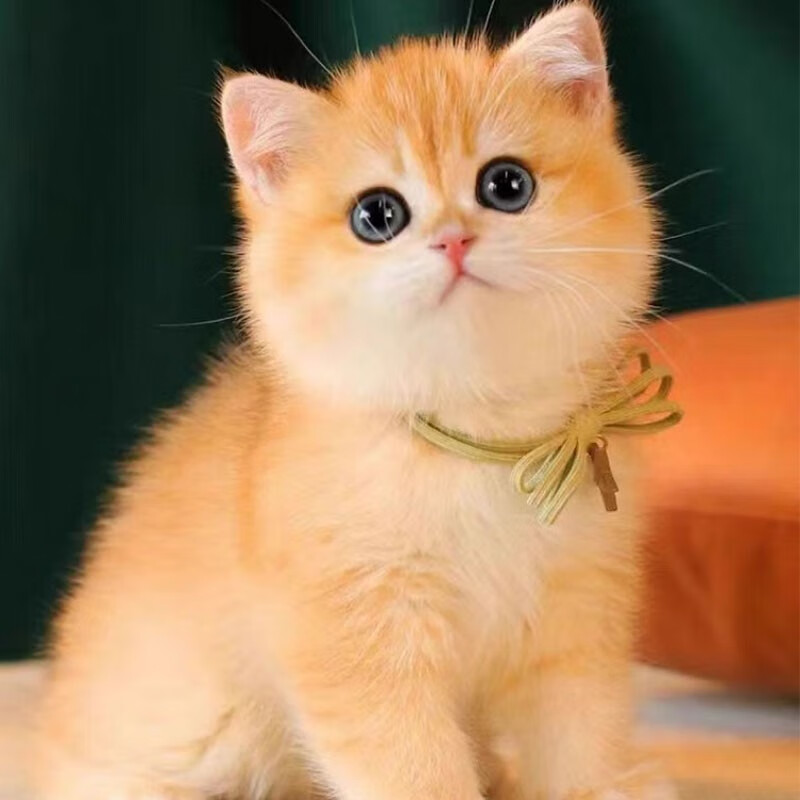 伊宠猫咪活体商品：价格走势与销量分析|怎么查京东猫咪活体历史价格查询