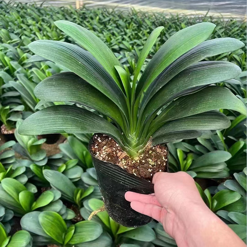 素蜜君子兰盆栽带花苞高端精品特级花苗植物名贵小苗室内花卉 发货精