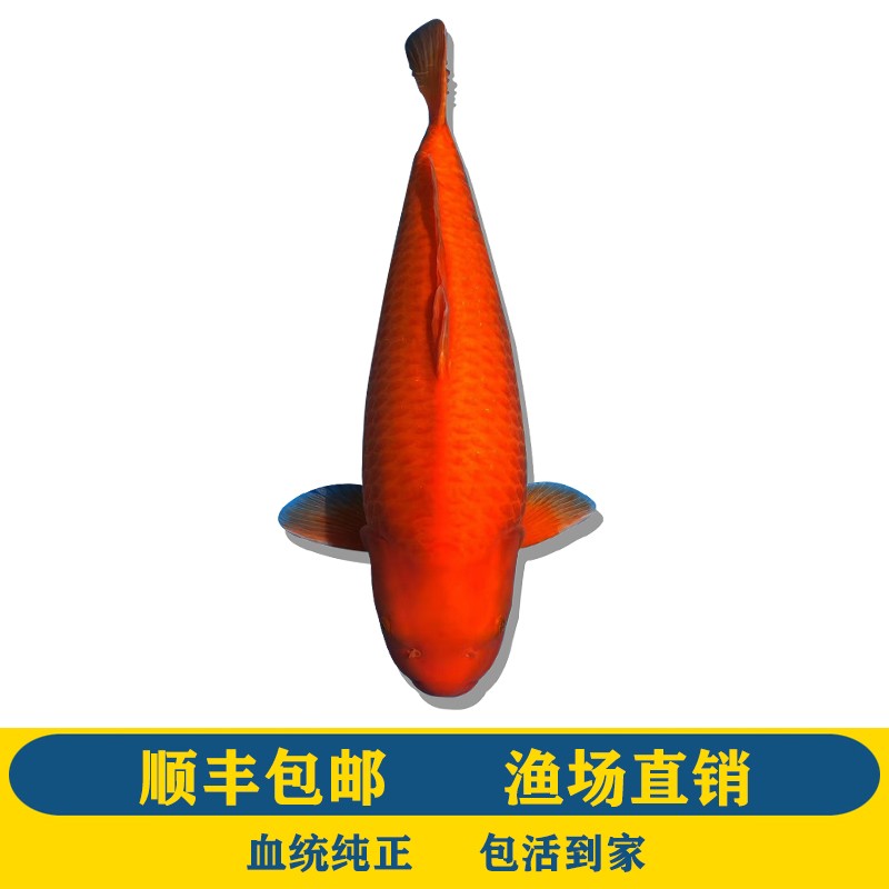 添彩优锦添彩纯种锦鲤活鱼日本锦鲤活体观赏鱼高端冷水金鱼水族观赏鱼 火鲤 20-24cm使用感如何?