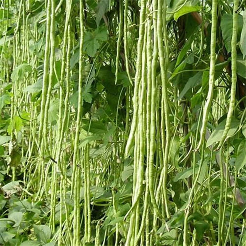 一播大地 豆角 豇豆 架豆种子蔬菜种子菜籽 种菜 高出芽率 种子 蔬菜