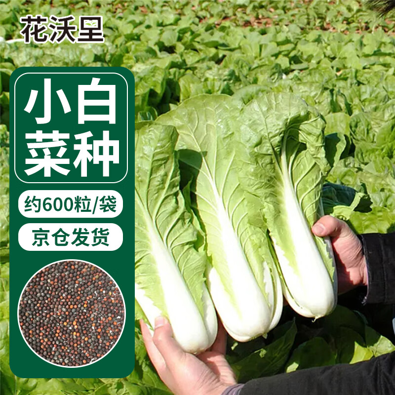 花沃里四季小白菜种子约600粒/袋 蔬菜种子萝卜生种籽阳台盆栽/庭院