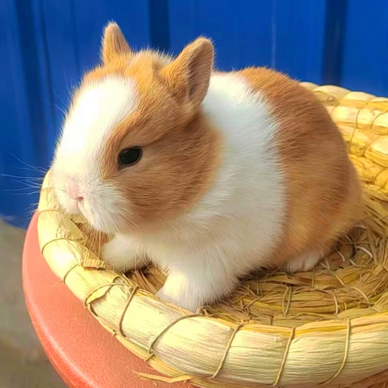 侏儒兔子活物凤眼海棠小型茶杯兔迷你长不大宠物兔活幼垂耳兔活体