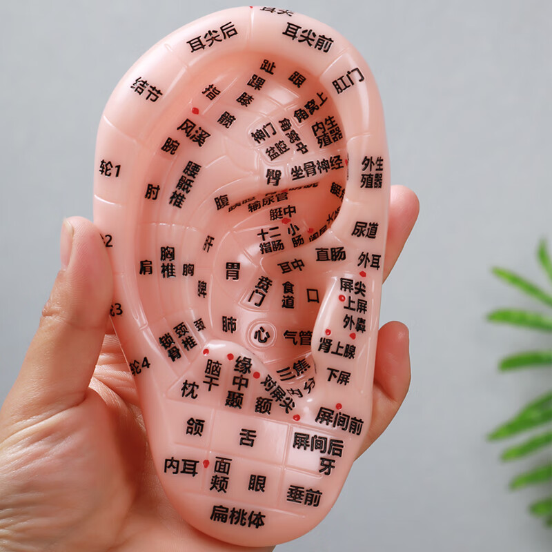 润石刻字多穴位耳朵模型耳朵穴位针灸按摩耳膜耳穴模型大耳朵模型
