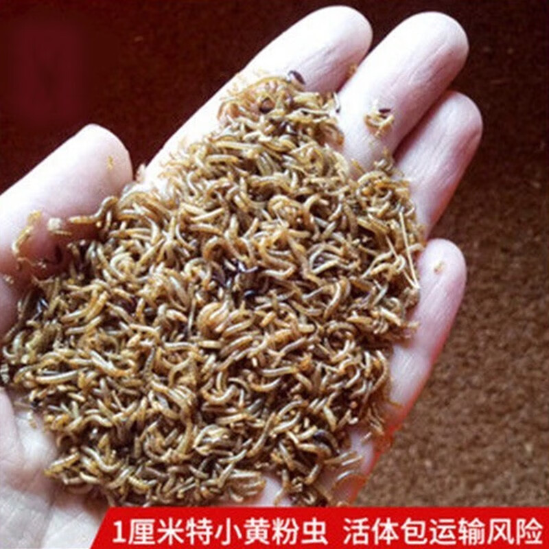 莱羡朵面包虫活体小虫子1厘米宠物饲料蝎子蜘蛛石蛙开口虫 小幼虫活体