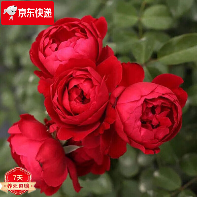 欧月佛罗伦萨蒂娜月季花苗德国月季玫瑰四季开花不断庭院藤本植物