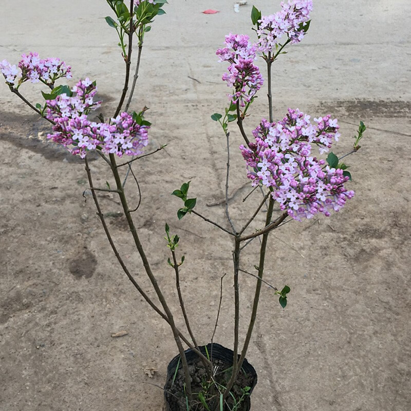 孙凯丁香花树苗盆栽阳台庭院浓香耐寒绿植物紫丁香花苗 50厘米高紫