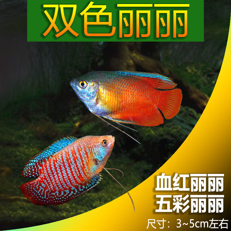 森悠(saryor)观赏鱼曼龙活体鱼血红丽丽鱼淡水鱼小型热带鱼 【双色】