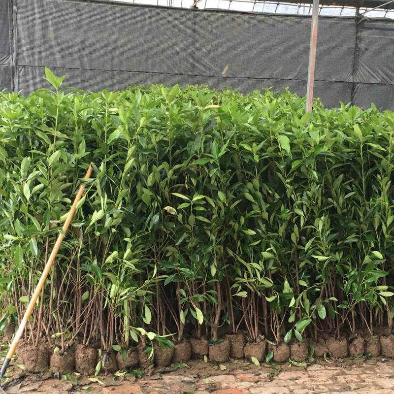 法国冬青树苗篱笆苗法青苗庭院绿化苗木绿篱植物四季常青 60-80厘米高