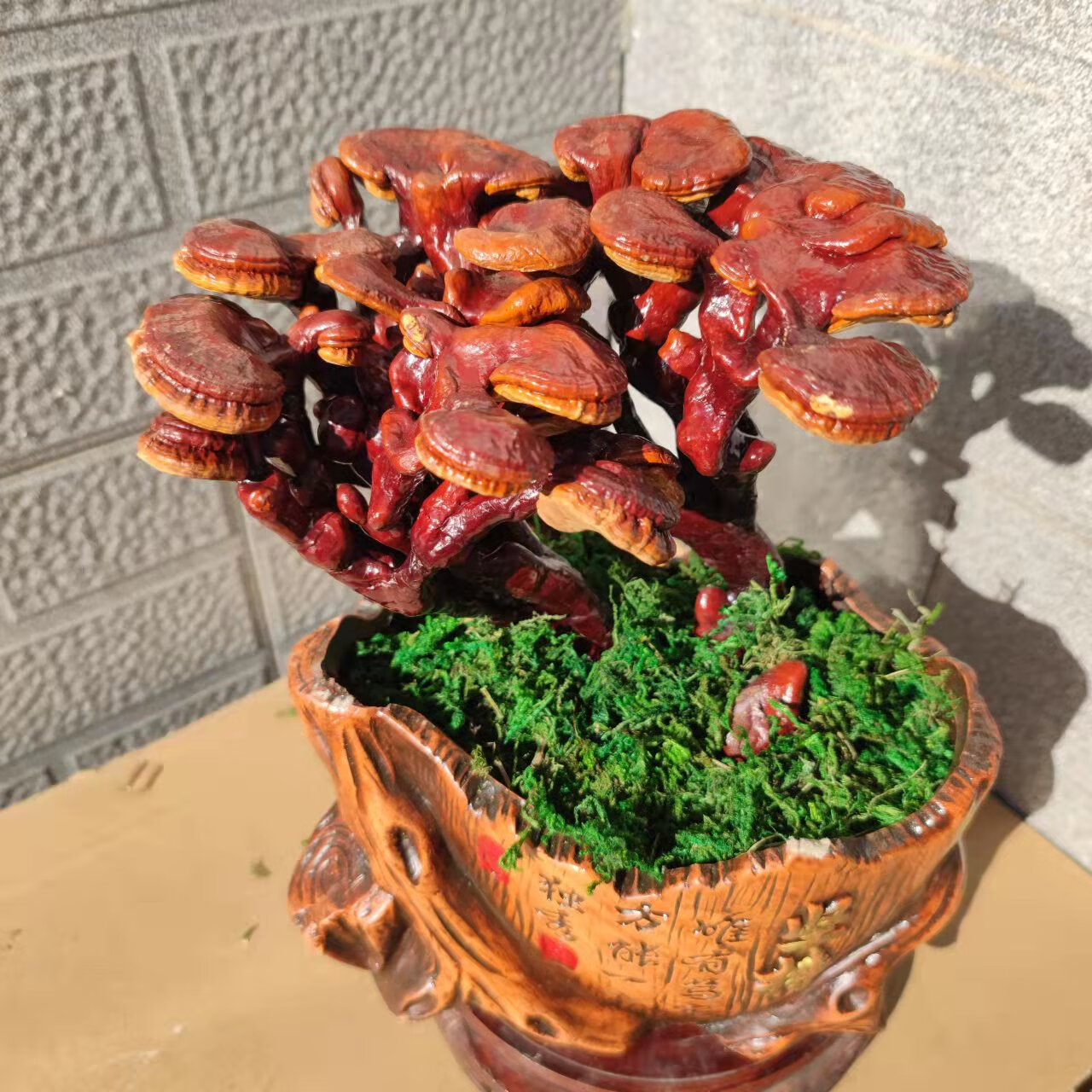 灵芝盆景制作(灵芝盆景制作方法视频)