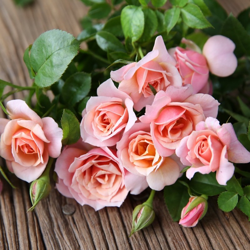 阳台月季世霸欧州月季微月小灌木丰花多季开花抗病好庭院盆栽绿植圣思