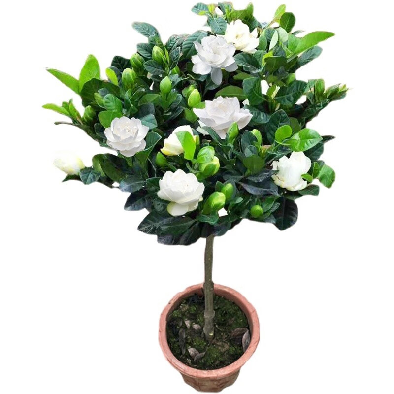 飞沭 独杆大叶栀子花室内阳台客厅盆栽浓香型绿植花卉 独杆栀子花 原