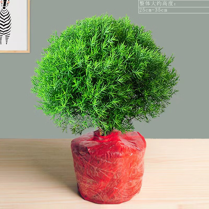 ��������ֲ�������⻨����ڡ�辰�칫�������Ҷ��ֲ�ļ�������� ����һ���װ(������) �����Ժ�