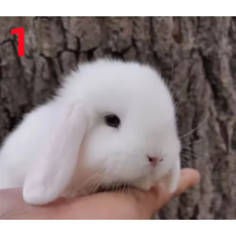 达泽侠宠物兔活物茶杯长不大不咬人迷你儿童养猫猫兔荷兰垂耳兔活物