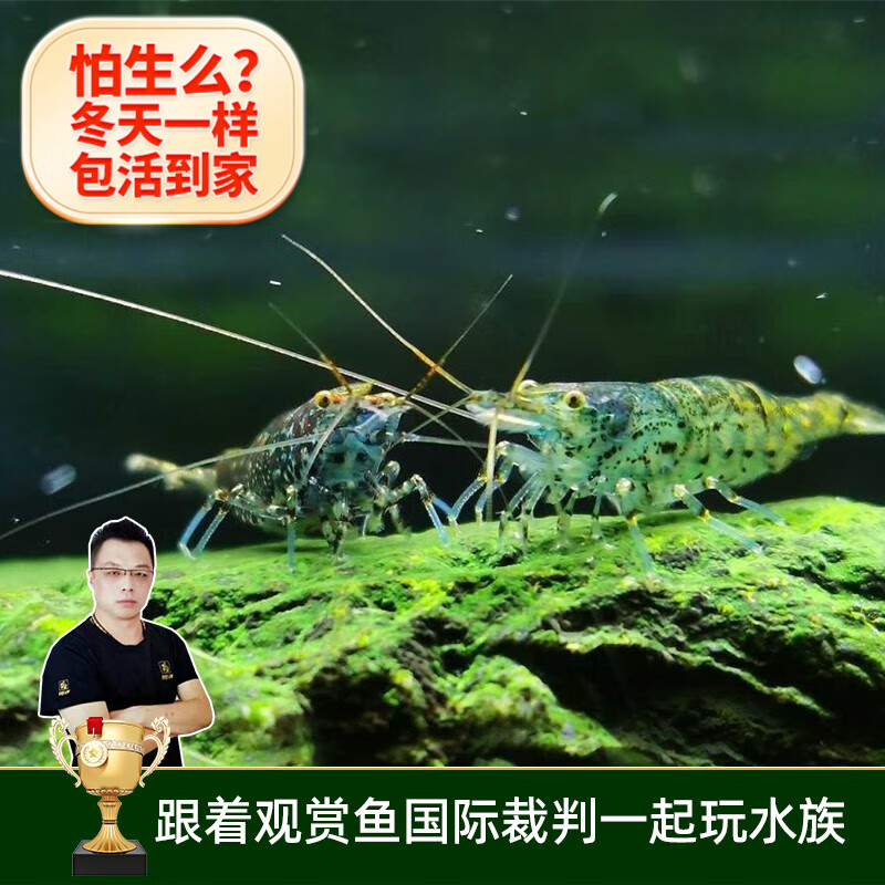 云峰海瑞 黑壳虾清洁虾观赏虾 鱼缸水族箱水草缸清洁除藻淡水 70只/组+50只损耗