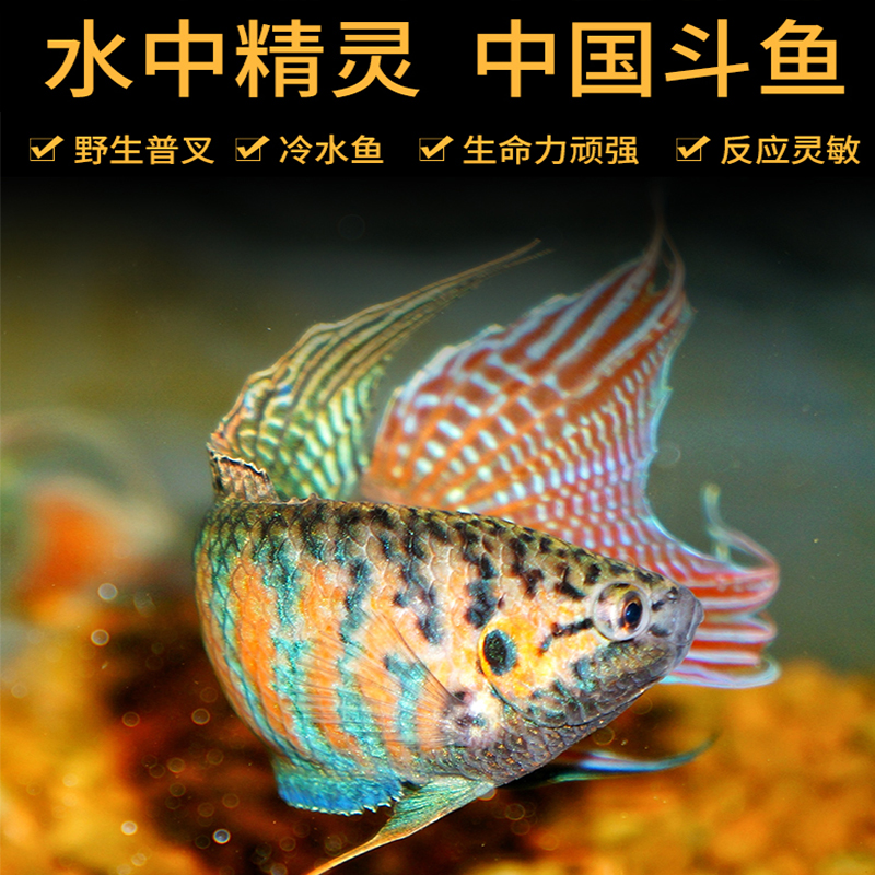 鱼多趣 中国斗鱼活体活鱼淡水冷水普叉蓝叉小型观赏鱼好养耐养活鱼苗套餐 3-5cm6条