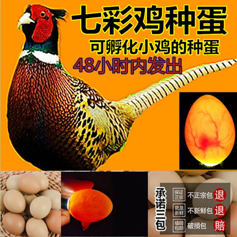 OIMG山鸡种蛋 新鲜 受精蛋 可孵化小鸡 纯种 30枚 七彩山鸡蛋怎么样,好用不?