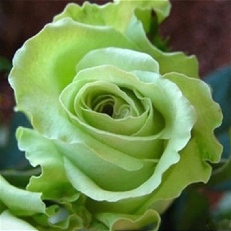 玩冒（WMO）玫瑰花大苗【3株+盆土肥】可自选当年开花大苗盆栽地栽耐寒花卉 绿云【3棵+盆土肥】 京东折扣/优惠券