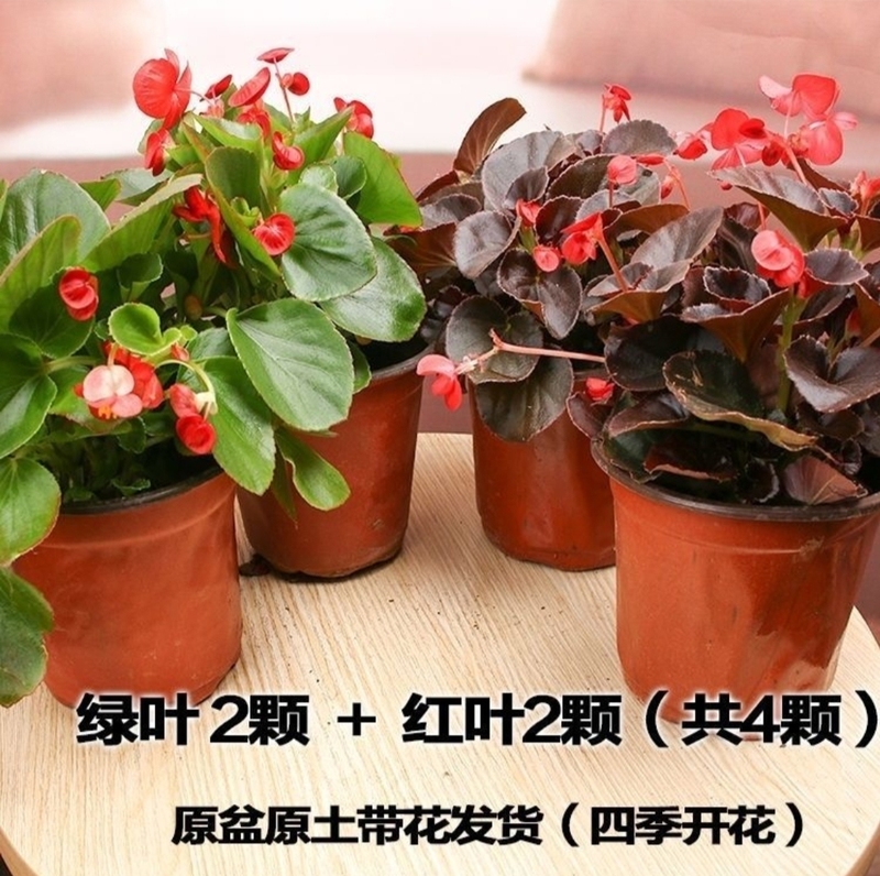 素蜜四季海棠花盆栽大苗大花大叶小花玻璃翠四季花卉室内庭院阳台 2盆