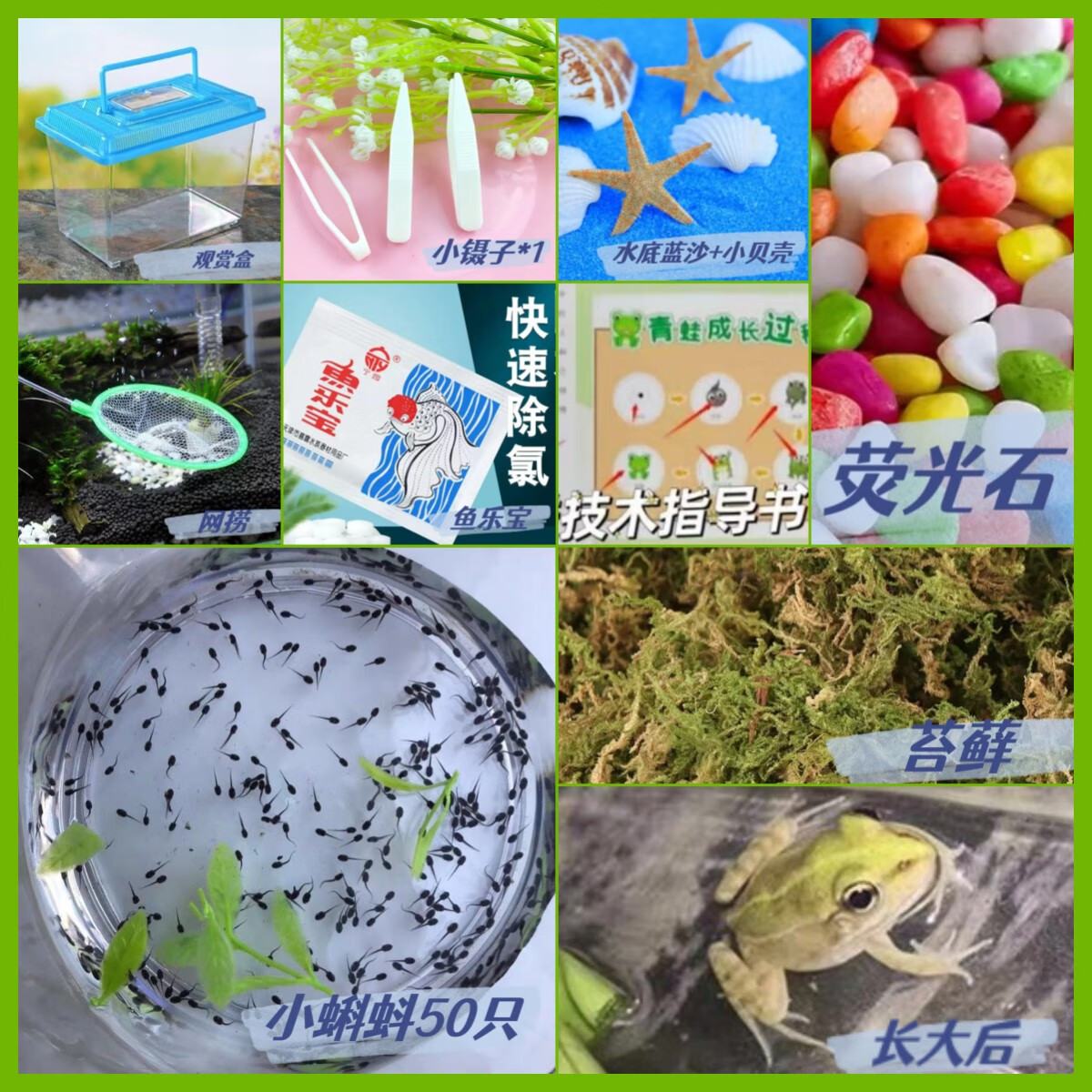 牛蛙苗小蝌蚪青蛙观赏宠物 幼苗好养耐活牛蛙蝌蚪  蝌蚪50只豪华科学