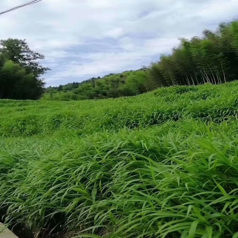 畷园宽叶草种籽宽叶雀稗百喜草草子边坡绿化草坪草籽耐热耐旱护坡种子