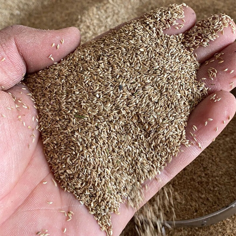 草坪种子绿化四季护坡草种草籽耐旱耐践踏暖季型 狗牙根种子50克