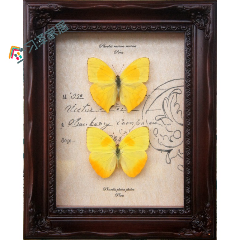 蝴蝶标本 七夕情人节礼物柔菲粉蝶 黄纹菲粉蝶 外国蝴蝶标本 实木画框