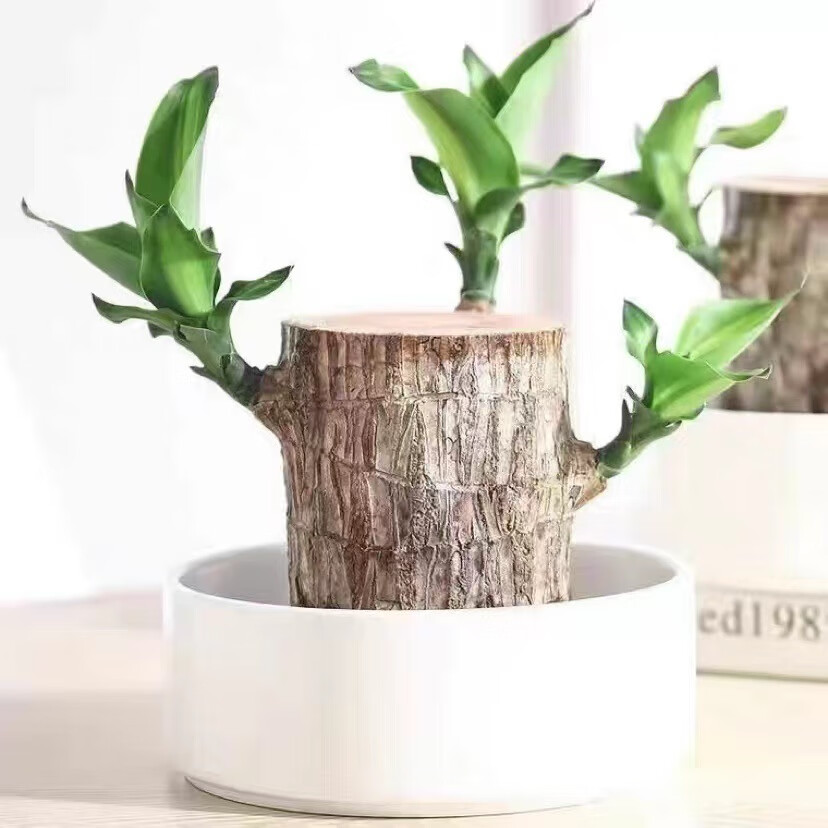 【福利款】巴西木 塑料托盘 直径5-6cm高10cm