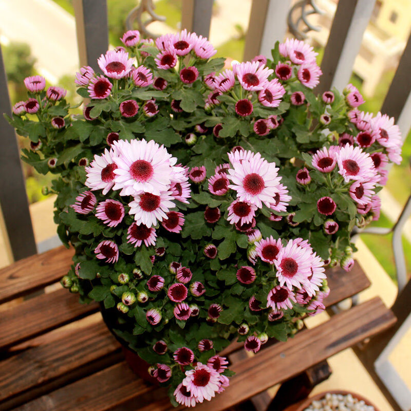 菊花鲜花盆栽花卉绿植菊花苗室外盆栽小雏菊多头千头菊带花苞 草莓心