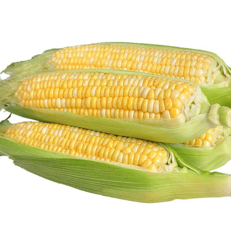 中鲜生云南水果玉米 新鲜甜玉米 现摘玉米棒 生鲜蔬菜可生吃火锅食材 9斤 水果玉米【净重】约9-16根