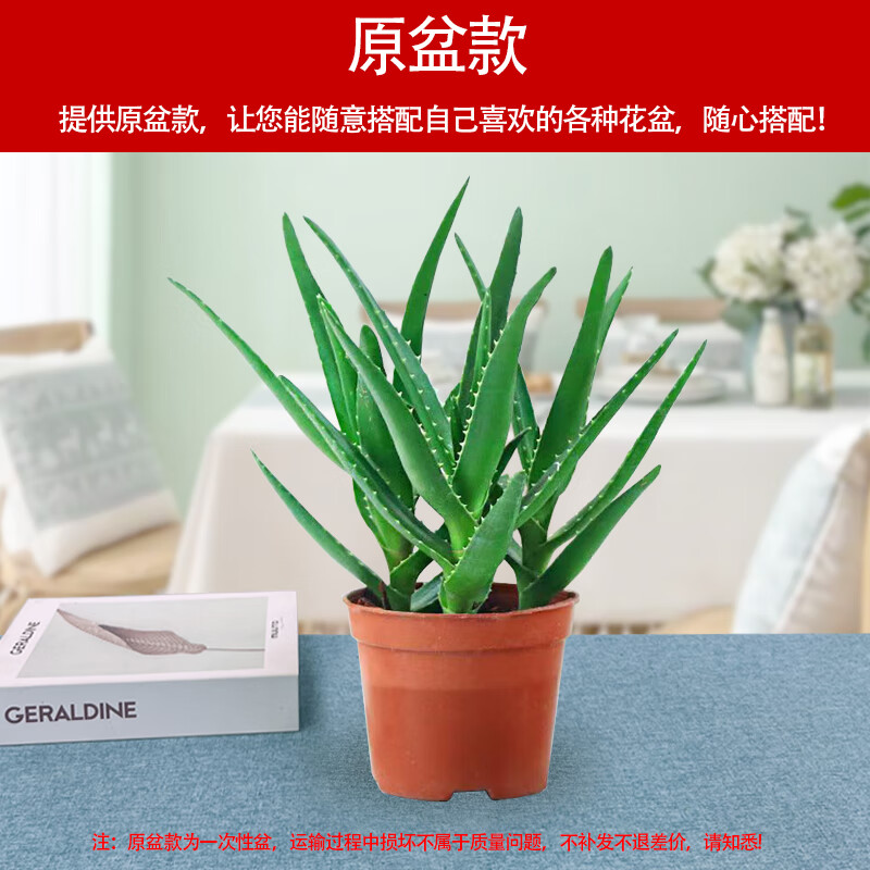 历史花市价格查询的网站|花市价格走势