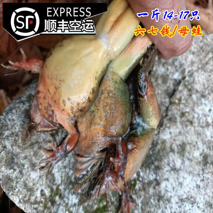 东北林蛙鲜活 14-16只/斤活林蛙长白山大母豹子 活体雪蛤活蛤蟆 雪蛤