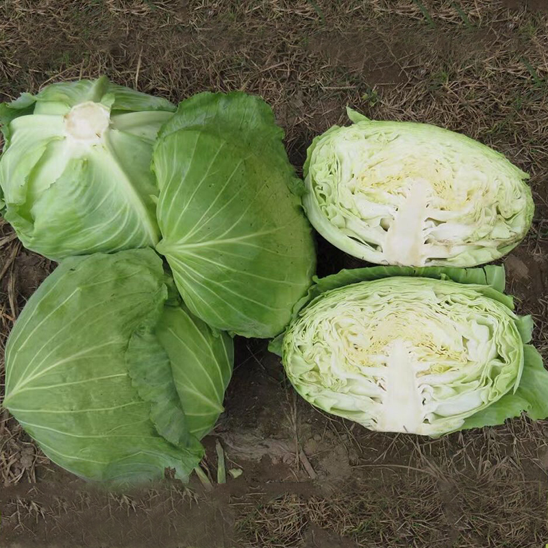 种花迷夏丽绿甘蓝种子耐热包菜种籽抗热夏播四季大头菜卷心菜包心菜种