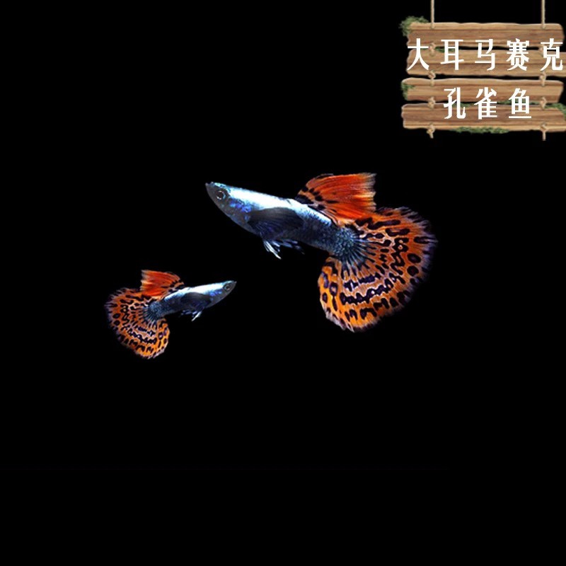鱼活体 小型热带观赏鱼 淡水鱼 鱼缸造景 凤尾鱼 大耳马赛克孔雀鱼1对