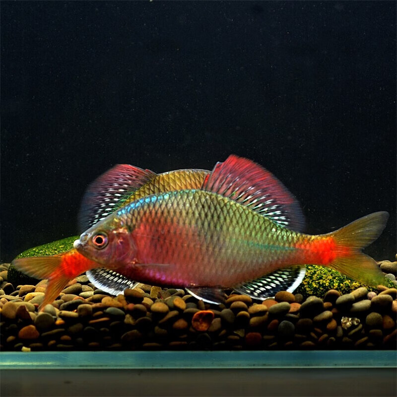 比火山鳑鲏还少见 原生冷水鱼 群游活跃 免加温耐寒耐热 越南鱊公鱼2