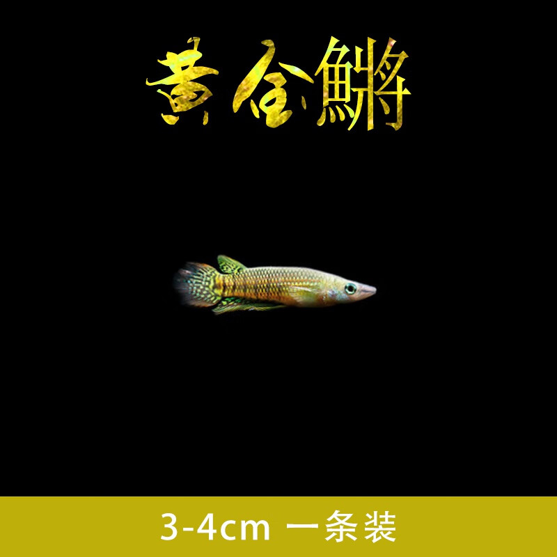 活体易活好养观赏鱼玛丽球皮球鱼红剑红白剑月光鱼 3-4cm黄金鳉鱼1条