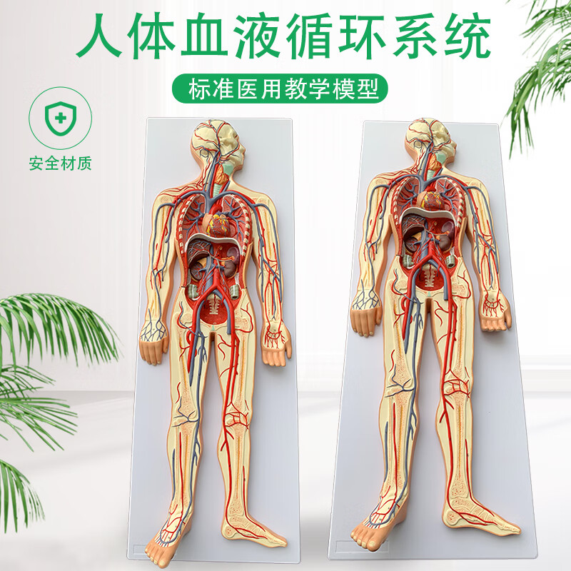 人体血液循环系统模型全身内脏器官解剖教学教具心脏血管演示模型